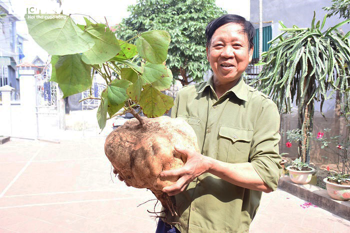 Độc đáo củ đậu 'siêu to khổng lồ' 15kg của lão nông Hải Dương - 1