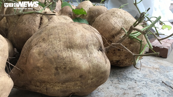 Độc đáo củ đậu 'siêu to khổng lồ' 15kg của lão nông Hải Dương - 5