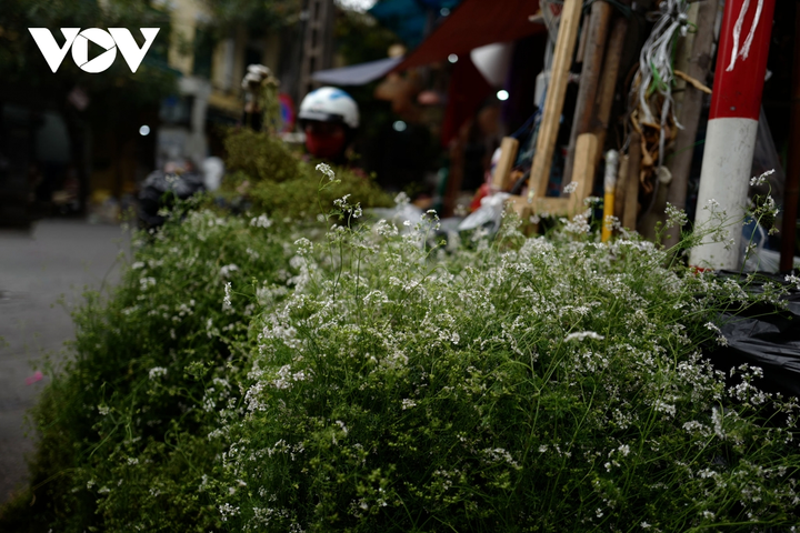 Ảnh: Hà Nội ngày giáp Tết hối hả mà trầm tư - 13