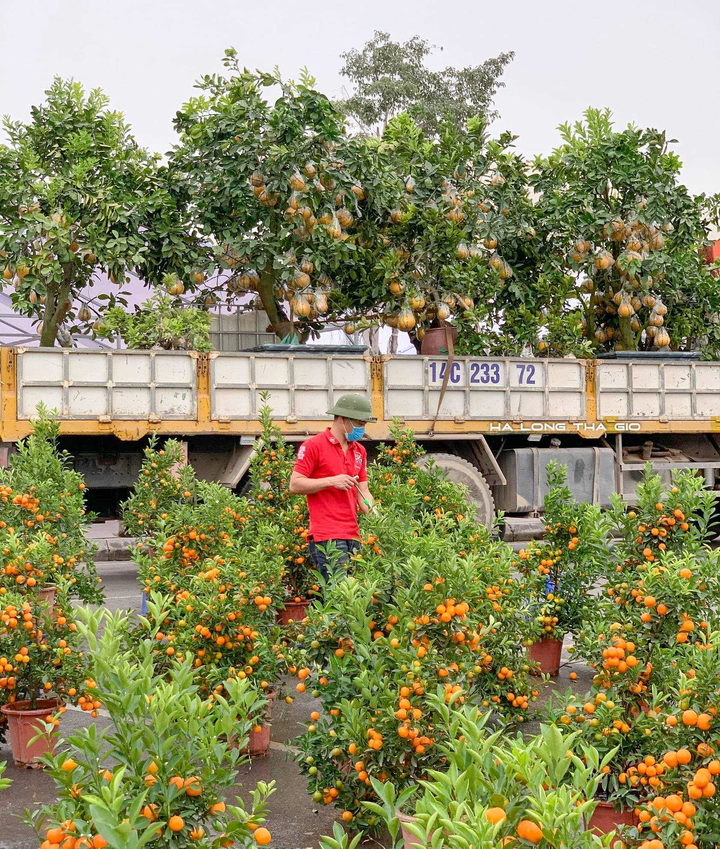 TP Hạ Long vẫn tổ chức Hội chợ hoa Xuân 2021 và bắn pháo hoa đêm Giao thừa - 2