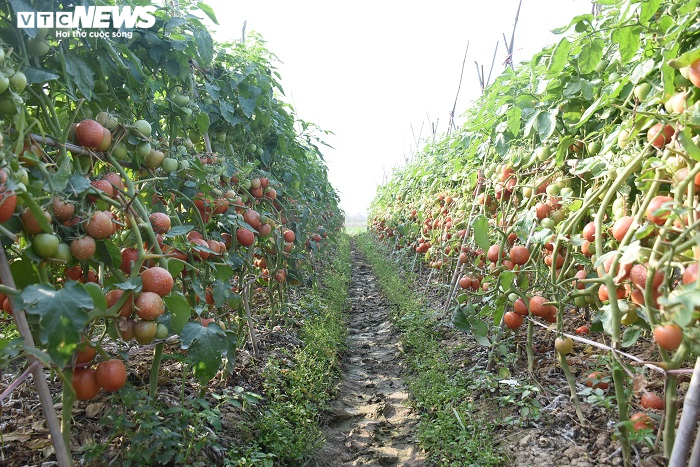 Cà chua chín đỏ đồng đúng dịch COVID-19, nông dân Chí Linh đứng ngồi không yên - 6
