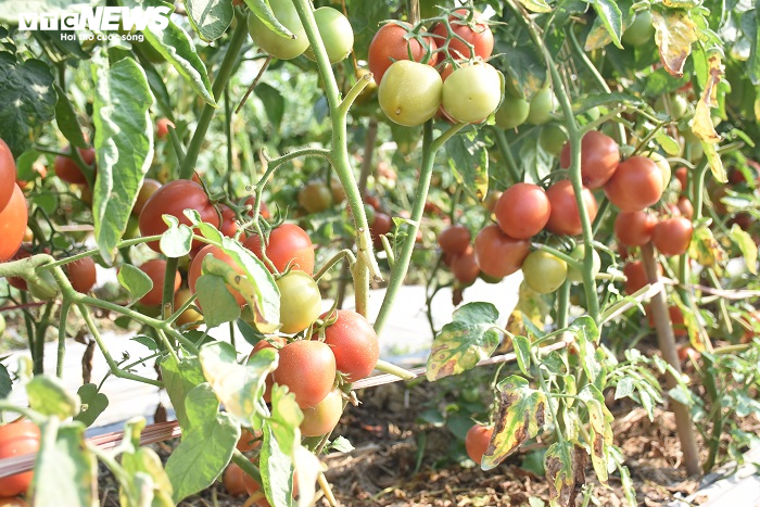 Cà chua chín đỏ đồng đúng dịch COVID-19, nông dân Chí Linh đứng ngồi không yên - 7