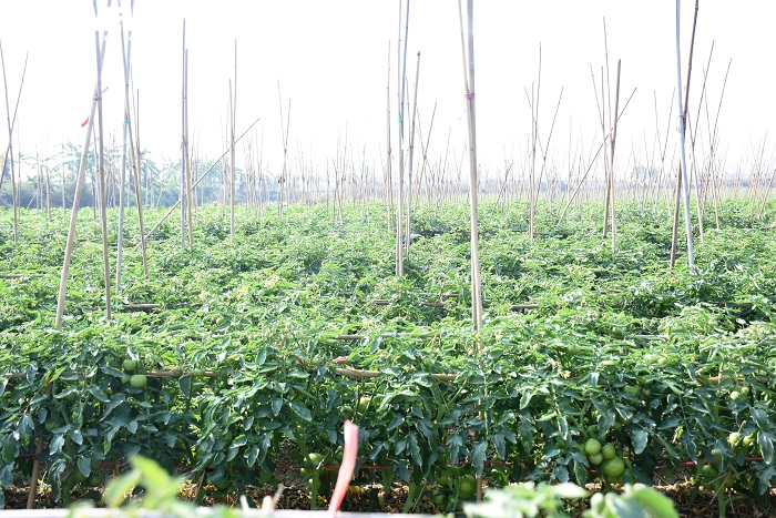 Cà chua chín đỏ đồng đúng dịch COVID-19, nông dân Chí Linh đứng ngồi không yên - 10