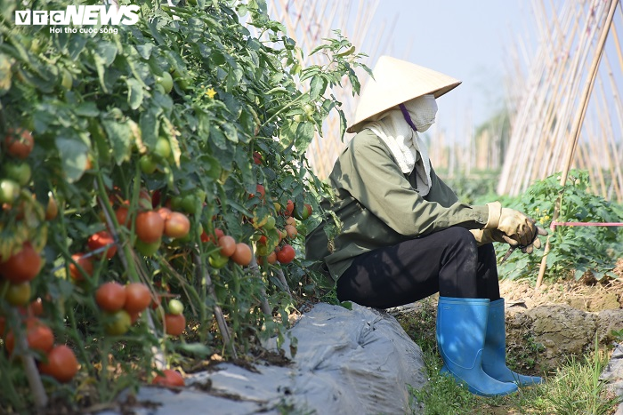 Cà chua chín đỏ đồng đúng dịch COVID-19, nông dân Chí Linh đứng ngồi không yên - 4
