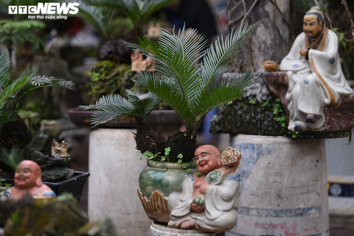 Ảnh: Dàn vạn tuế mini bonsai đắt đỏ xuống phố - 6