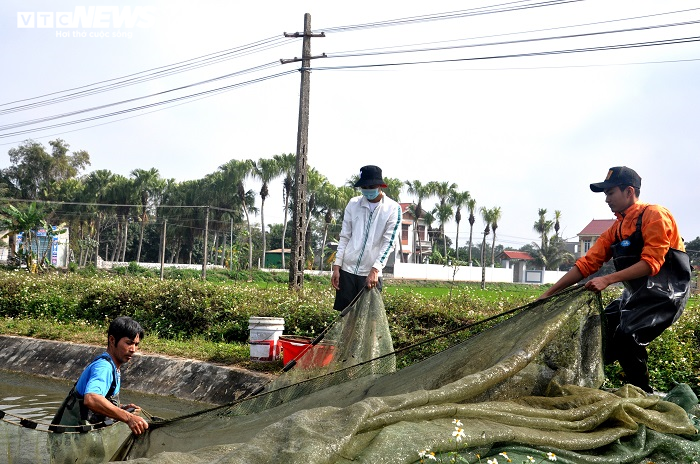 Làng nuôi cá chép đỏ xứ Thanh kiếm bộn tiền ngày giáp Tết - 2