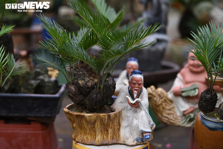 Ảnh: Dàn vạn tuế mini bonsai đắt đỏ xuống phố - 2