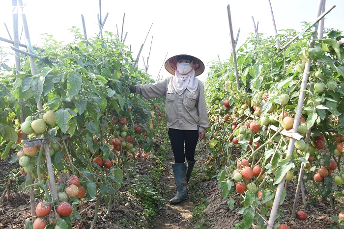 Cà chua chín đỏ đồng đúng dịch COVID-19, nông dân Chí Linh đứng ngồi không yên - 12