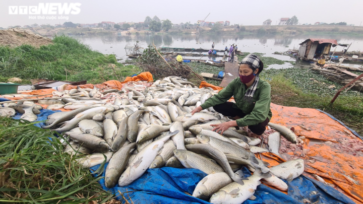Cá lồng chết trắng trên sông Cầu, người Bắc Ninh điêu đứng lo mất Tết - 4