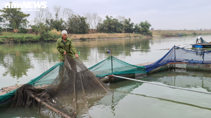 Cá lồng chết trắng trên sông Cầu, người Bắc Ninh điêu đứng lo mất Tết - 3