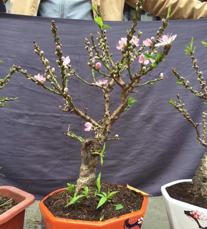 Cách nhận biết đào mini Trung Quốc 'đội lốt' đào Thất Thốn bán đầy chợ - 1