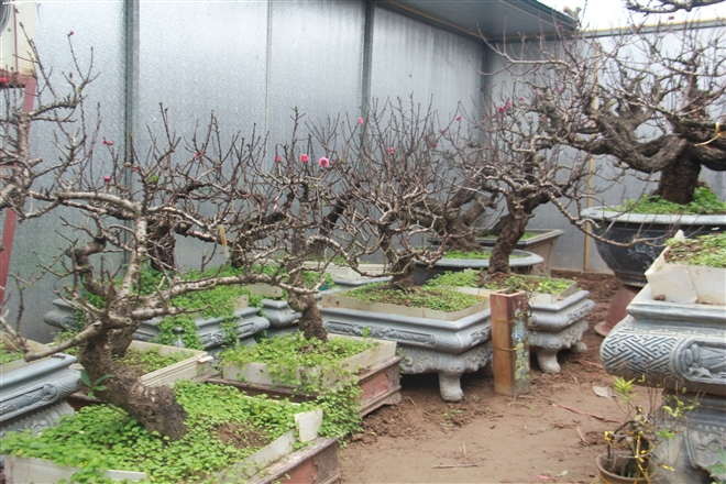 Cách nhận biết đào mini Trung Quốc 'đội lốt' đào Thất Thốn bán đầy chợ - 2