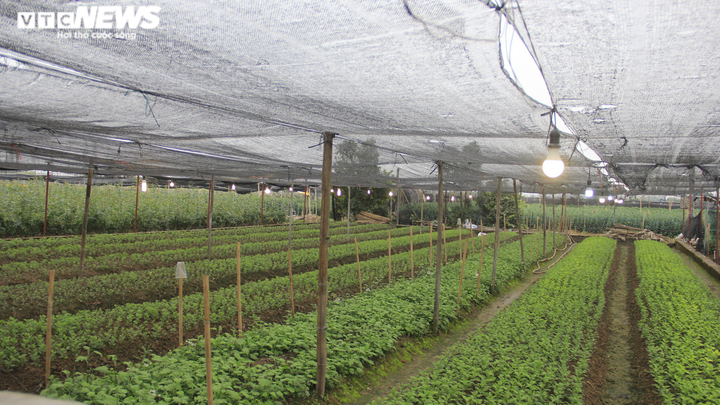 Giá hoa thấp kỷ lục, làng Tây Tựu, Hà Nội buồn thảm giữa 'bão' COVID-19 - 7