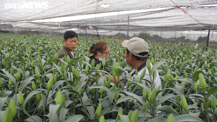 Giá hoa thấp kỷ lục, làng Tây Tựu, Hà Nội buồn thảm giữa 'bão' COVID-19 - 4