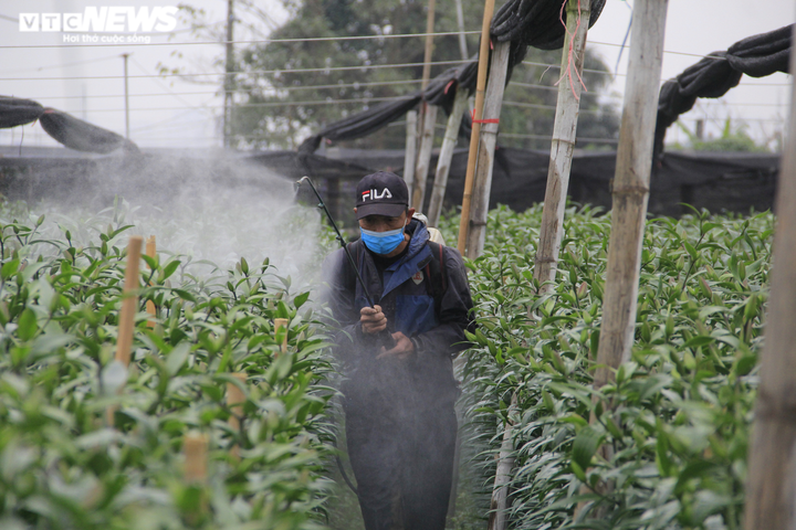 Giá hoa thấp kỷ lục, làng Tây Tựu, Hà Nội buồn thảm giữa 'bão' COVID-19 - 3