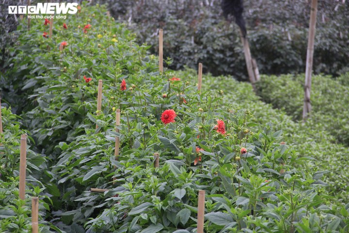 Giá hoa thấp kỷ lục, làng Tây Tựu, Hà Nội buồn thảm giữa 'bão' COVID-19 - 5