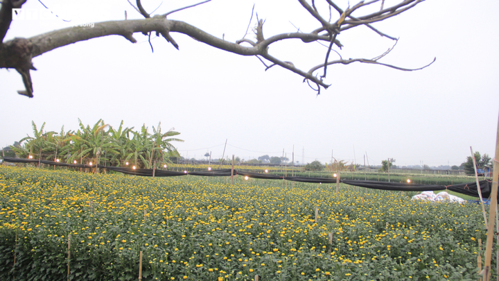 Giá hoa thấp kỷ lục, làng Tây Tựu, Hà Nội buồn thảm giữa 'bão' COVID-19 - 1