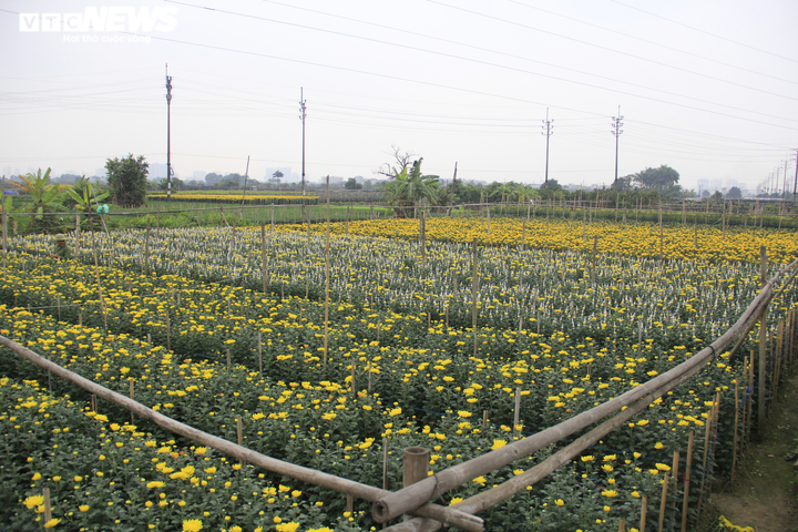 Giá hoa thấp kỷ lục, làng Tây Tựu, Hà Nội buồn thảm giữa 'bão' COVID-19 - 2