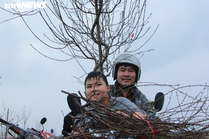 20.000 cây đào Tết ế chỏng chơ, chủ vườn xót xa bán tháo 300 nghìn đồng/cây - 8