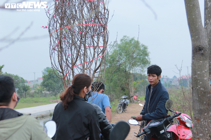 20.000 cây đào Tết ế chỏng chơ, chủ vườn xót xa bán tháo 300 nghìn đồng/cây - 3