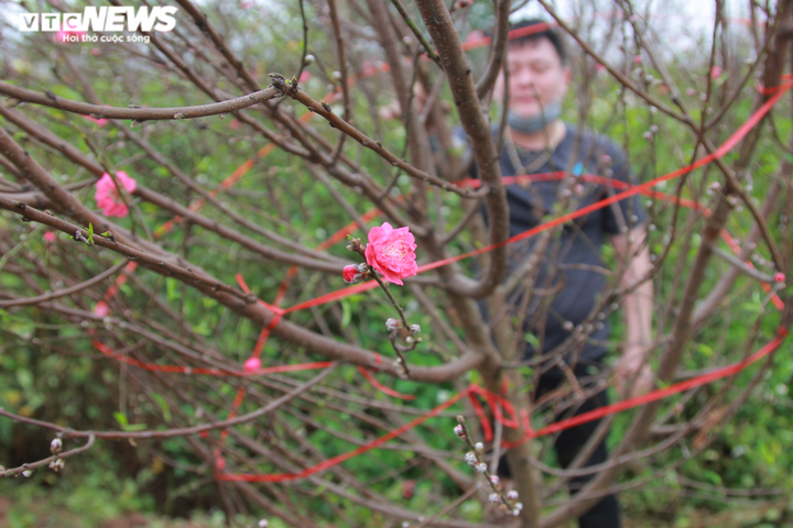 20.000 cây đào Tết ế chỏng chơ, chủ vườn xót xa bán tháo 300 nghìn đồng/cây - 10