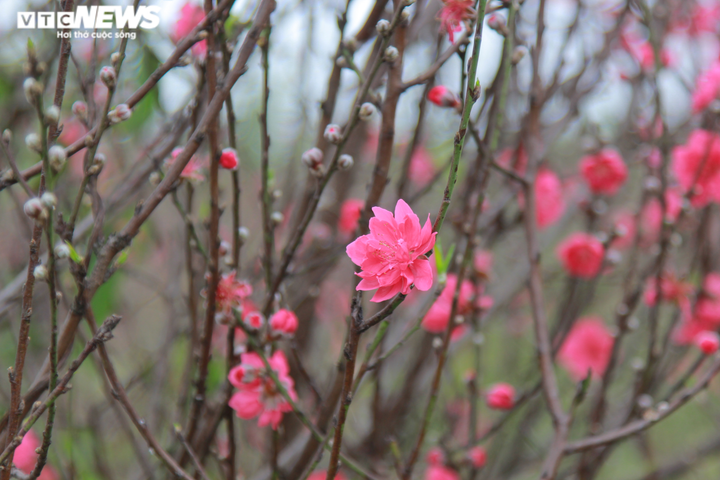 20.000 cây đào Tết ế chỏng chơ, chủ vườn xót xa bán tháo 300 nghìn đồng/cây - 5