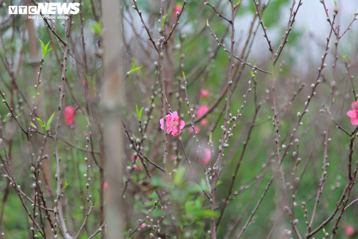 20.000 cây đào Tết ế chỏng chơ, chủ vườn xót xa bán tháo 300 nghìn đồng/cây - 4