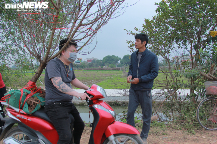 20.000 cây đào Tết ế chỏng chơ, chủ vườn xót xa bán tháo 300 nghìn đồng/cây - 6