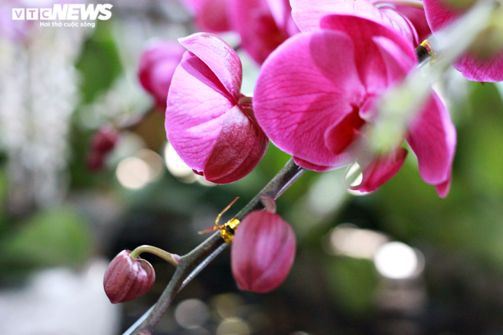 Ảnh: Rực rỡ chợ hoa 'trên bến, dưới thuyền' ở Sài Gòn - 6