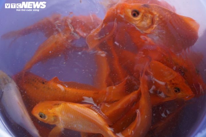 Ảnh: Người Sài Gòn chấp hành đeo khẩu trang, thả cá tiễn Táo quân về trời - 4