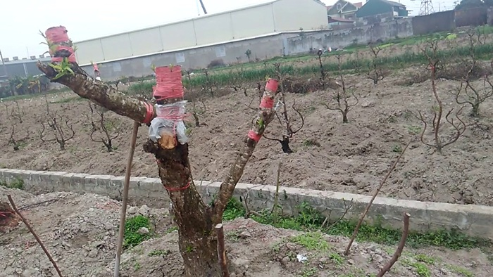 Sau Tết, trồng và chăm sóc đào, quất cảnh thế nào để tận dụng cho năm sau? - 1