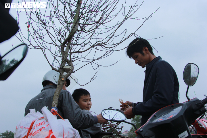 20.000 cây đào Tết ế chỏng chơ, chủ vườn xót xa bán tháo 300 nghìn đồng/cây - 7