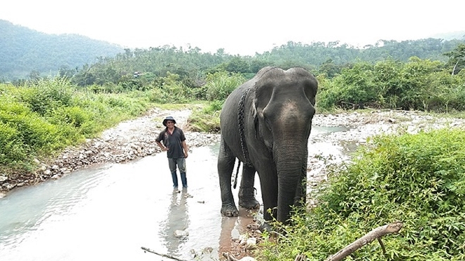 Con voi cuối cùng bên bờ suối Ia Tul - 1