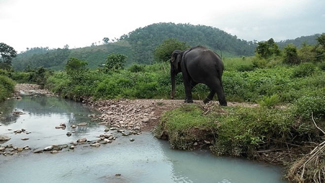 Con voi cuối cùng bên bờ suối Ia Tul - 2