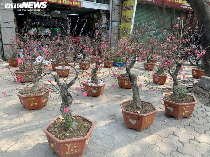 Người Hà Nội chuộng mua đào dáng huyền chơi Tết - 6
