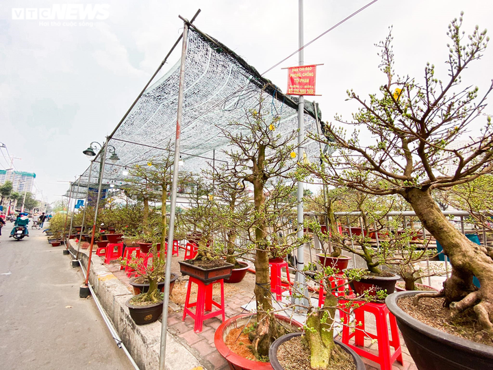 TP.HCM: Chợ hoa Bến Bình Đông đìu hiu, thương nhân thở dài vì ế khách - 3