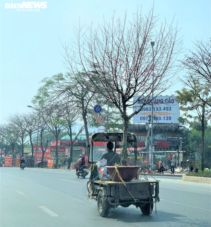 Người Hà Nội chuộng mua đào dáng huyền chơi Tết - 13