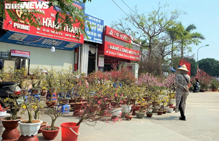 Người Hà Nội chuộng mua đào dáng huyền chơi Tết - 5