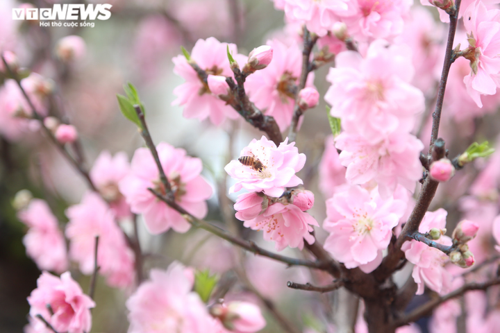 Thời tiết cả nước từ nay đến mùng 5 Tết Nguyên đán thế nào? - 1