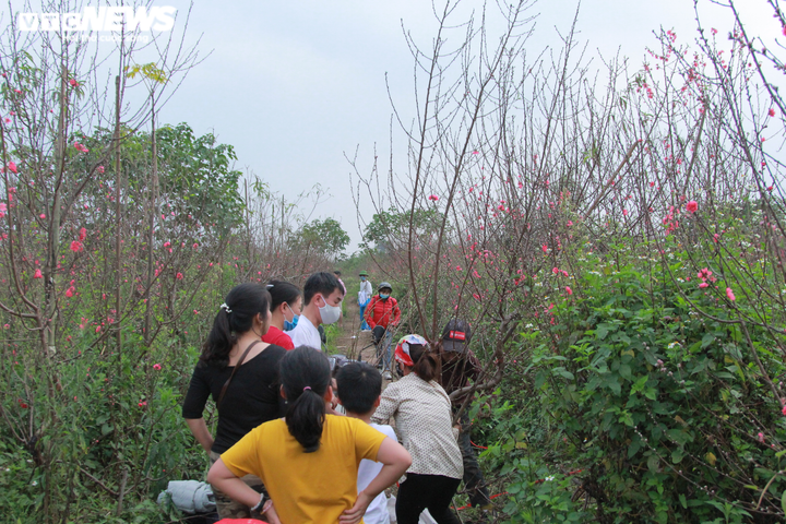 Người dân đổ xô tới 'giải cứu' vườn đào 20.000 cây ở Hà Nội - 3