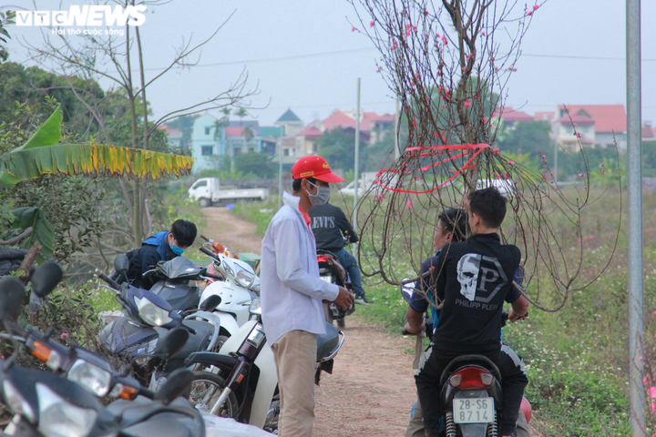 Người dân đổ xô tới 'giải cứu' vườn đào 20.000 cây ở Hà Nội - 1