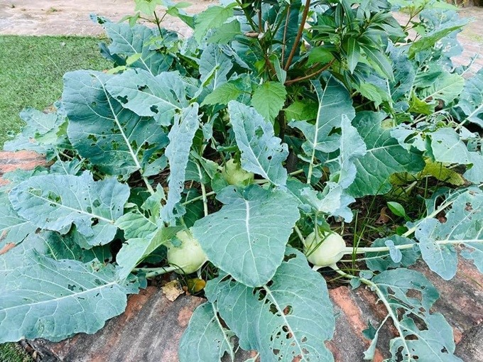 Hồng Đăng mê hưởng thú điền viên trong nhà vườn ở Vĩnh Phúc - 7