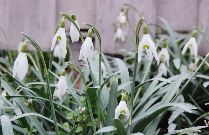 Phong tục đón lễ Valentine độc đáo tại một số quốc gia - 3