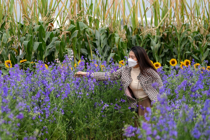 Splendora – Nơi gặp gỡ giữa cỏ hoa mùa xuân - 1