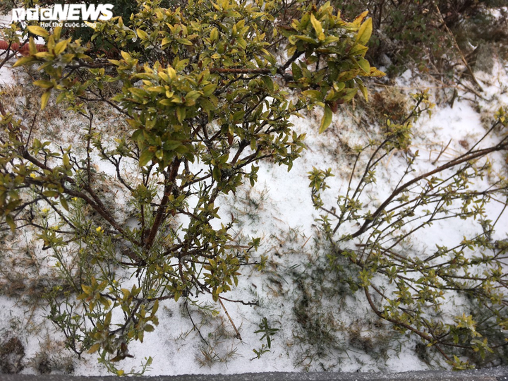 Ảnh: Tuyết rơi trắng xóa 'nóc nhà Đông Dương' khiến người dân ngỡ ngàng - 8