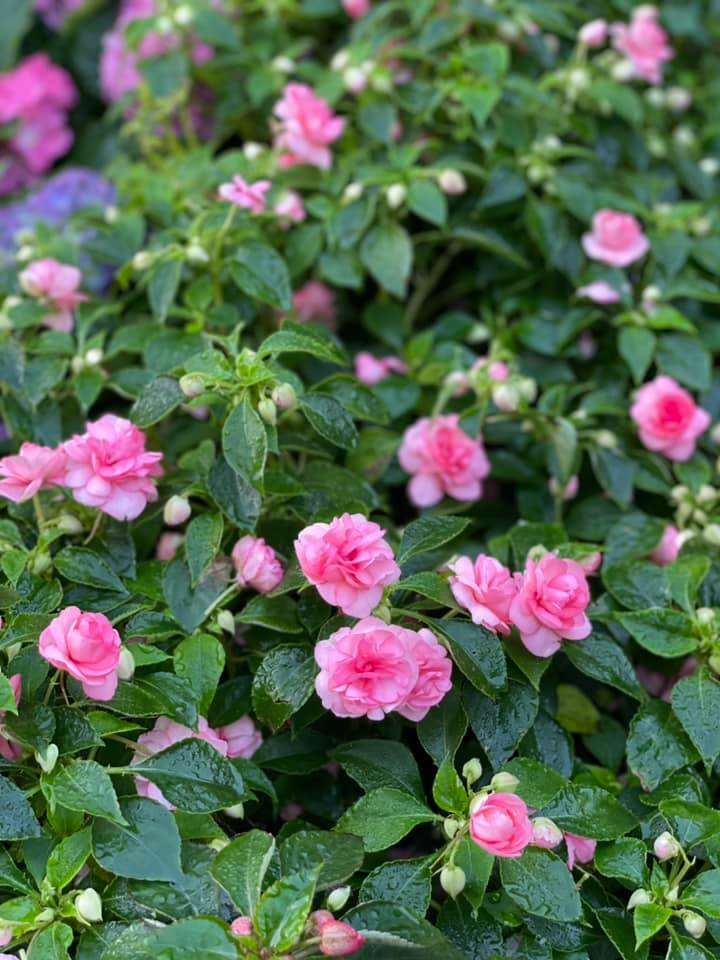 Mê mẩn ngắm không gian sống ngập tràn hoa của đạo diễn Việt Tú - 15