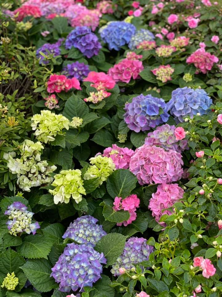 Mê mẩn ngắm không gian sống ngập tràn hoa của đạo diễn Việt Tú - 16