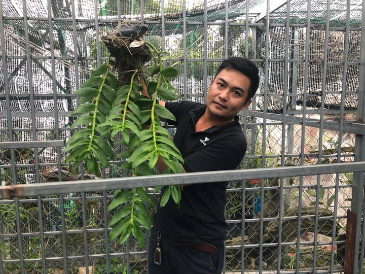 Vườn lan Khánh Nguyễn: Vẻ đẹp và giá trị của dòng hoa lan rừng việt Nam - 2