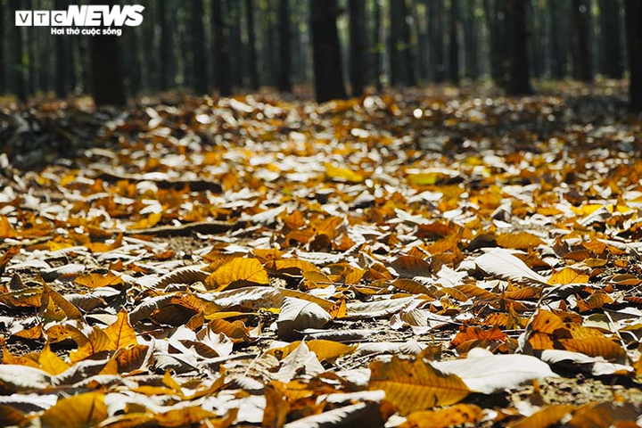 Đẹp ngỡ ngàng rừng cao su ở Bình Phước mùa thay lá - 3