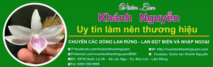 Vườn lan Khánh Nguyễn: Vẻ đẹp và giá trị của dòng hoa lan rừng việt Nam - 5